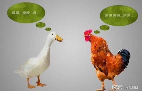 鸡同鸭讲在线观看,跨越物种的沟通奇遇