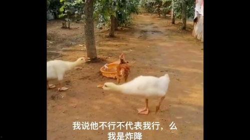 鸡同鸭讲在线观看,跨越物种的沟通奇遇