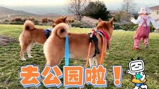 初犬2在线观看,热血追踪，再战巅峰