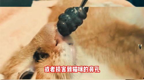 寄生兽医在线观看,寄生虫防治的智慧之旅